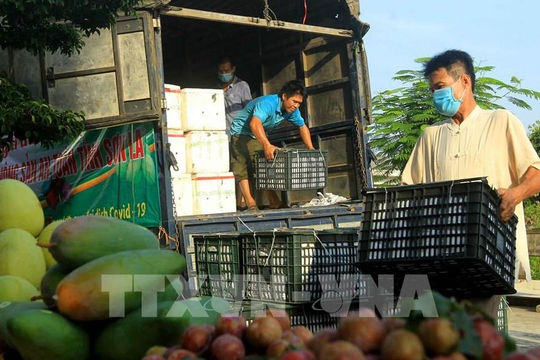 Phối hợp thúc đẩy lưu thông, tiêu thụ nông sản trong bối cảnh phòng, chống dịch Covid-19