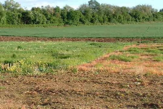 Chuyển 36 ha đất lúa sang đất phi nông nghiệp tại Long An