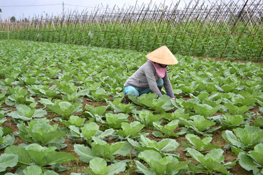 Diễn đàn Kinh tế hợp tác, hợp tác xã năm 2021 dự kiến tổ chức vào tháng 12/2021 Diễn đàn Kinh tế hợp tác, hợp tác xã năm 2021 dự kiến tổ chức vào tháng 12/2021