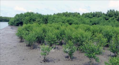 Bảo vệ và phát triển rừng vùng ven biển giai đoạn 2021-2030