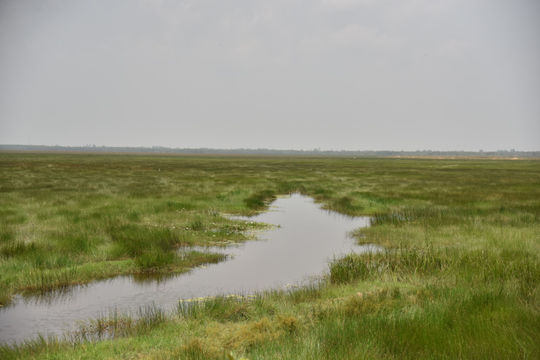 Cảnh báo nguy cơ sinh thái Vườn quốc gia Tràm Chim bằng công nghệ AI