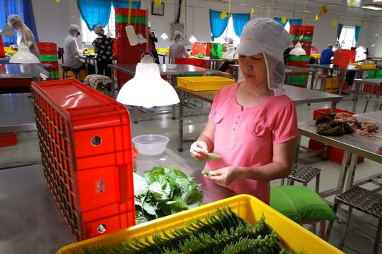 Phát triển người tham gia bảo hiểm xã hội ở khu vực hợp tác xã Phát triển người tham gia bảo hiểm xã hội ở khu vực hợp tác xã