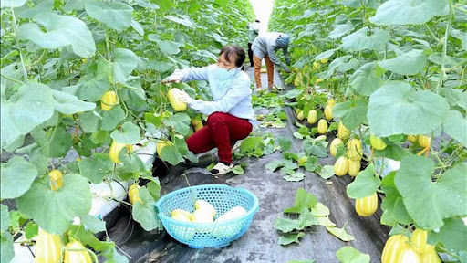 Thúc đẩy tài chính toàn diện trong lĩnh vực nông nghiệp, nông thôn