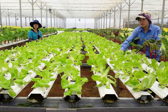 Tổng kết 20 năm Nghị quyết 13-NQ/TW và 10 năm thi hành Luật Hợp tác xã trong lĩnh vực phi nông nghiệp