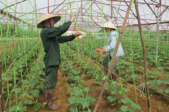 Quảng Ngãi: Dư nợ tín dụng nông nghiệp, nông thôn tăng mạnh qua các năm