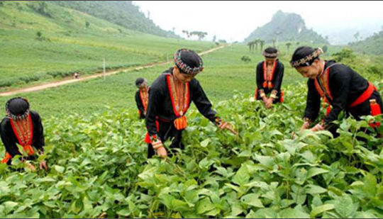 Giúp người nghèo vượt lên mức sống tối thiểu Giúp người nghèo vượt lên mức sống tối thiểu