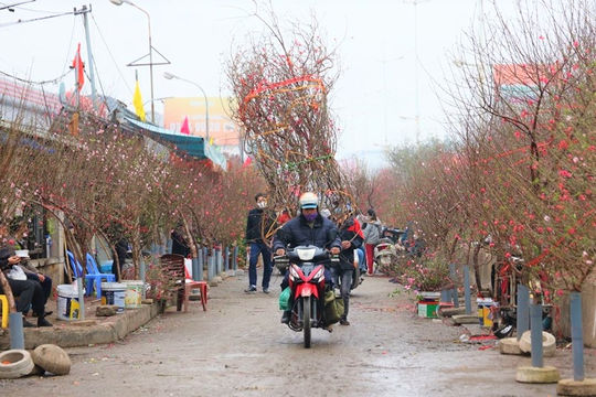 Hoa xuân bung nở, mang Tết sớm đến với Thủ đô