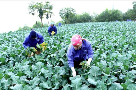 Hà Nội đẩy mạnh phát triển toàn diện nông nghiệp, nông thôn