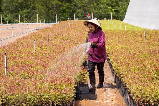 ADB hỗ trợ Đông Nam phát triển lâm nghiệp bền vững