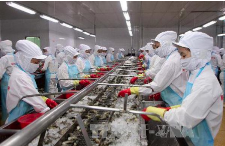 Cà Mau: Ngành tôm vững niềm tin phát triển