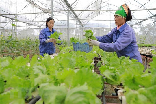 Tiếp tục đổi mới và nâng cao hiệu quả kinh tế tập thể