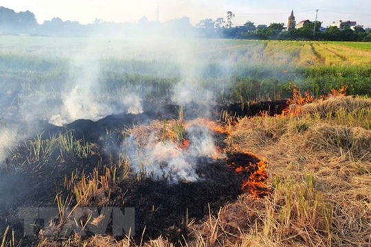 Phạt đến 3 triệu đồng nếu đốt phụ phẩm từ cây trồng cạnh khu vực dân cư, các tuyến giao thông chính