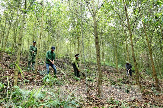 Tổng vốn thực hiện Chương trình phát triển lâm nghiệp bền vững giai đoạn 2021-2025 dự kiến 78.585 tỷ đồng