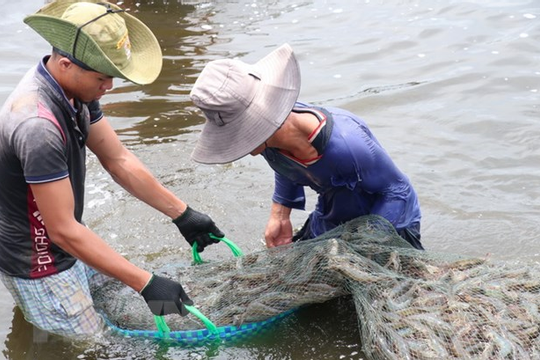 Cà Mau: FTA tạo động lực phục hồi và tăng trưởng kim ngạch xuất khẩu Cà Mau: FTA tạo động lực phục hồi và tăng trưởng kim ngạch xuất khẩu