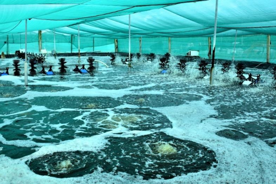 Cà Mau: Khai thác tối đa tiềm năng và lợi thế cạnh tranh đặc thù của nông nghiệp