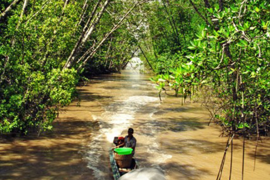Cà Mau: Nhân rộng các sáng kiến hợp tác ứng phó với biến đổi khí hậu và bảo vệ môi trường
