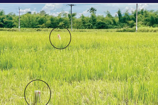 Quảng Ngãi: Quyết tâm bàn giao mặt bằng Dự án đường bộ cao tốc Bắc – Nam đúng tiến độ