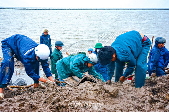 Cà Mau: Cấp bách phòng chống sạt lở bờ biển