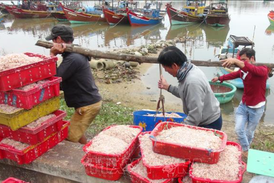 Sản lượng khai thác và nuôi trồng thủy sản của Quảng Bình tăng khá so với cùng kỳ Sản lượng khai thác và nuôi trồng thủy sản của Quảng Bình tăng khá so với cùng kỳ