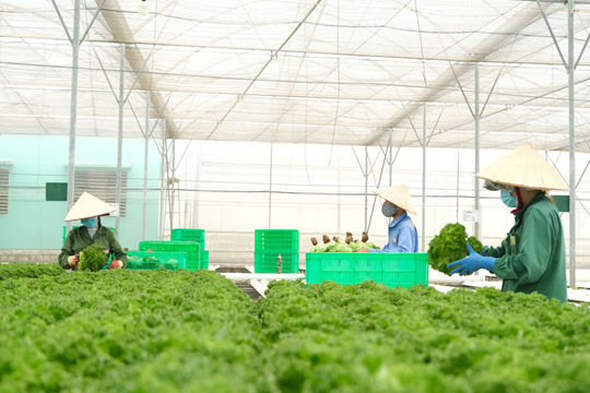 Lâm Đồng xuất khẩu rau thủy canh sang Singapore, Hàn Quốc