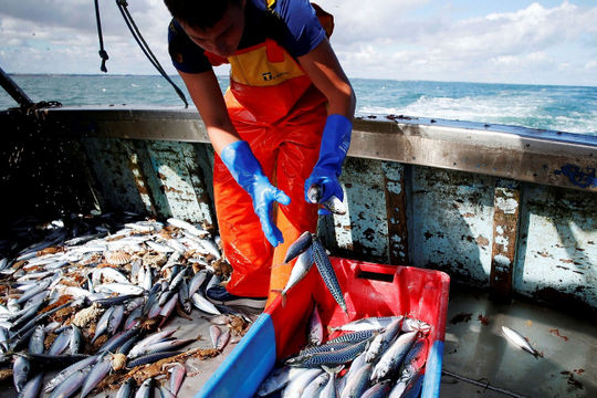 Châu Âu cần tăng cường chống đánh bắt cá trái phép