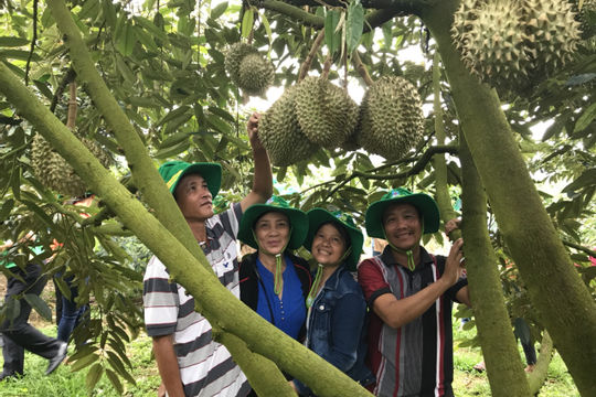 PVFCCo đồng hành cùng nông dân tỉnh Khánh Hòa phát triển bền vững cây sầu riêng