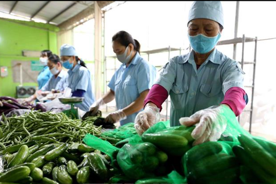 Hà Nội: Phấn đấu trên 70% sản phẩm nông nghiệp ứng dụng công nghệ cao vào năm 2030