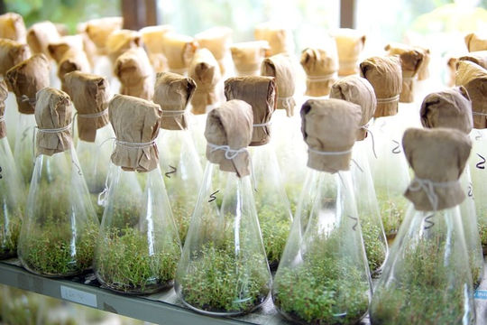 Chú trọng ứng dụng khoa học công nghệ trong lâm nghiệp