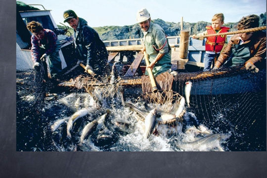 Canada: Cần có nhiều biện pháp hiệu quả hơn để bảo vệ các loài thủy sản