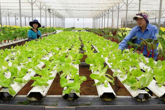 Hỗ trợ hợp tác xã do phụ nữ tham gia quản lý, tạo việc làm cho lao động nữ