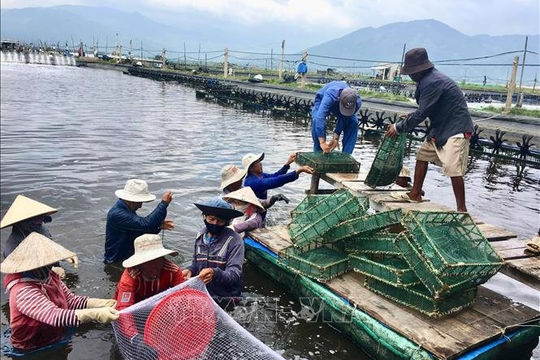 Giảm tiền thuê đất, thuê mặt nước với các đối tượng bị ảnh hưởng bởi dịch Covid-19