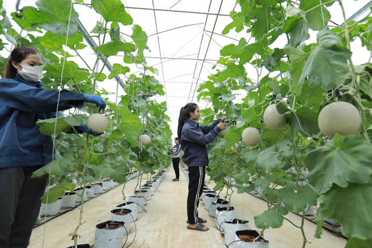 Tiếp tục đổi mới, phát triển và nâng cao hiệu quả kinh tế tập thể trong giai đoạn mới