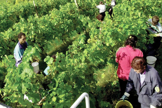 Séc: Tài chính hỗ trợ cho chế biến nông sản chưa được sử dụng hợp lý