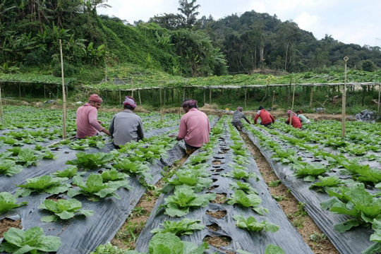Malaysia: Chương trình an ninh lương thực không đạt mục tiêu đề ra