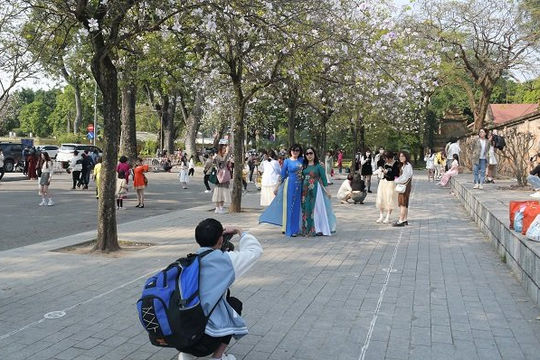 Hoa ban khoe sắc trên phố phường Hà Nội