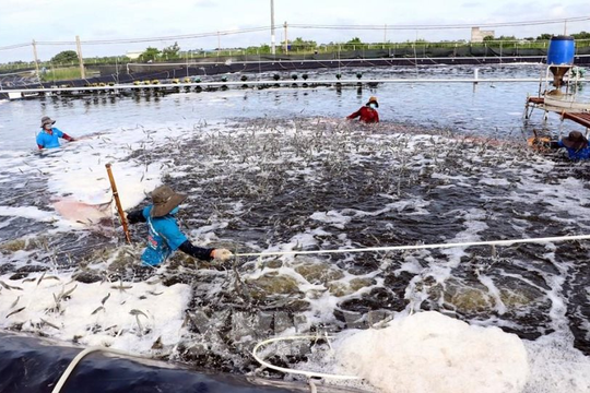 Ninh Bình ứng dụng công nghệ cao để phát triển nuôi trồng thủy sản 