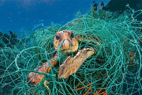 Bước tiến lịch sử trong việc bảo vệ đại dương