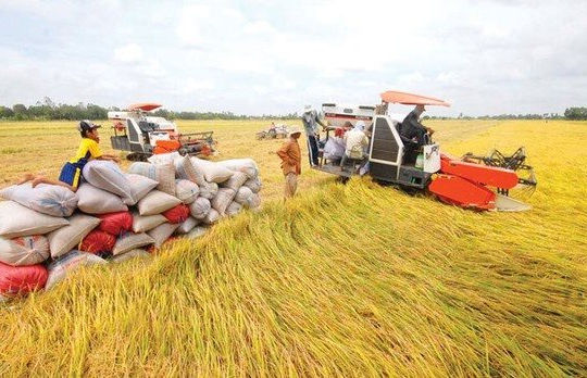 Đáp ứng đầy đủ, kịp thời nhu cầu vốn cho sản xuất, kinh doanh thóc, gạo