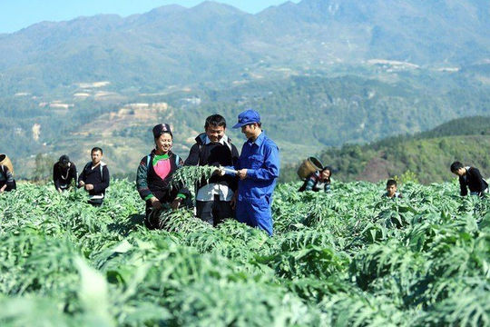 Hướng đến thị trường dược liệu toàn cầu