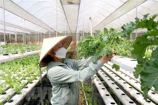 Đến 2025, xây dựng ít nhất 300 mô hình hợp tác xã nông nghiệp điển hình Đến 2025, xây dựng ít nhất 300 mô hình hợp tác xã nông nghiệp điển hình