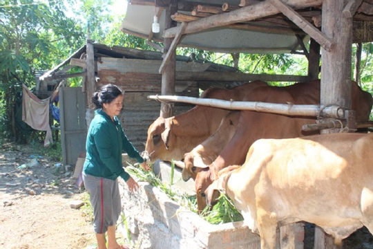 Khánh Hòa: Nỗ lực giảm nghèo bền vững!