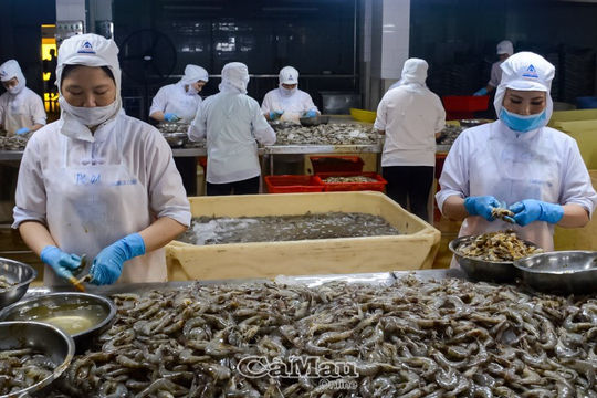 Cà Mau muốn liên kết với doanh nghiệp để xây dựng chuỗi ngành tôm 