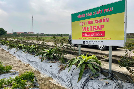 Hải Dương tích cực triển khai 58 dự án, kế hoạch liên kết trong sản xuất nông nghiệp Hải Dương tích cực triển khai 58 dự án, kế hoạch liên kết trong sản xuất nông nghiệp