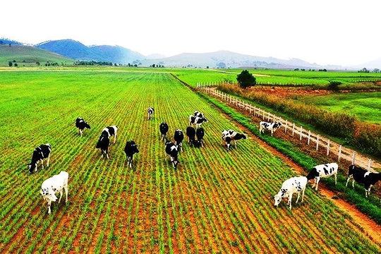 Doanh nghiệp Việt đầu tư mạnh sang Canada, Singapore và Lào