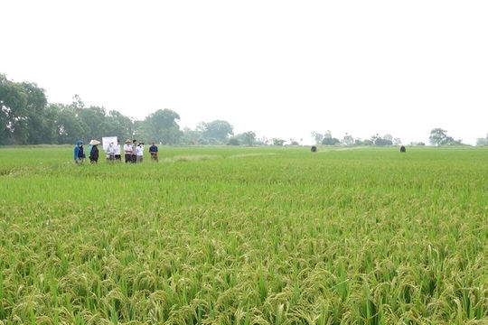 Nâng cao giá trị sản phẩm nông nghiệp từ các mô hình mới Nâng cao giá trị sản phẩm nông nghiệp từ các mô hình mới