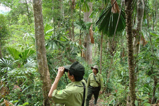 Quảng Ngãi: Nâng cao hiệu quả công tác bảo vệ rừng từ chính sách chi trả dịch vụ môi trường
