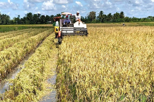 Cà Mau tìm giải pháp đột phá phát triển nông nghiệp

