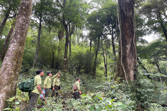 Nhiều sai sót trong quản lý, sử dụng Quỹ Bảo vệ và phát triển rừng