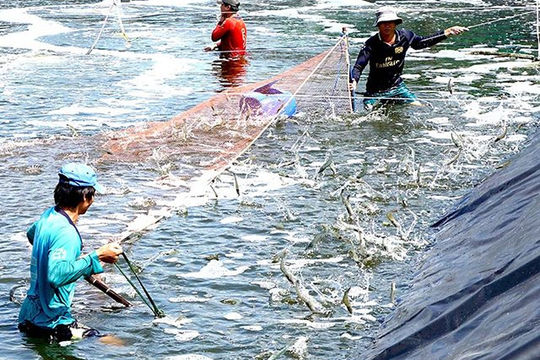 Cà Mau: Chi phí nuôi tôm cao, lợi nhuận giảm sâu