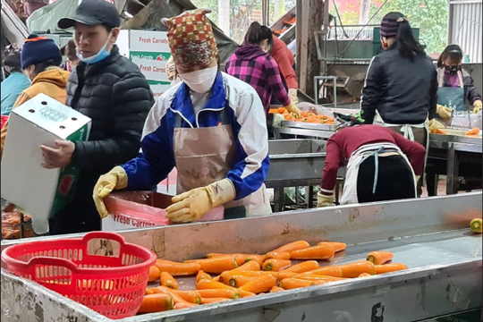 Hải Dương hỗ trợ liên kết sản xuất và tiêu thụ sản phẩm nông nghiệp Hải Dương hỗ trợ liên kết sản xuất và tiêu thụ sản phẩm nông nghiệp